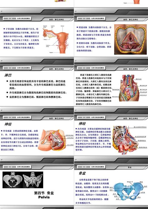 女性生殖器|女陰